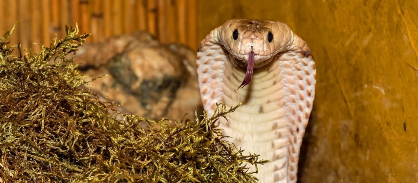 Δάγκωμα κόμπρας: Σημάδια βελτίωσης παρουσιάζει ο 30χρονος - Το αντίδοτο που του χορηγήθηκε (βίντεο)